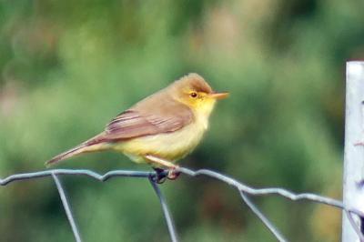 Hypolaïs polyglotte