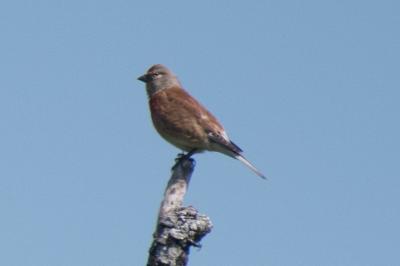 Linotte mélodieuse