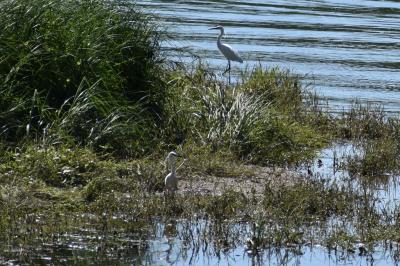 Aigrette garzette