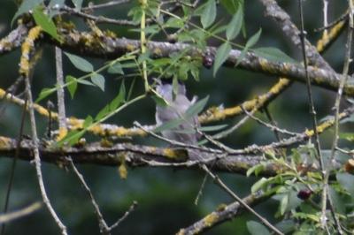 Fauvette à tête noire