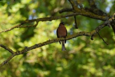 Pinson des arbres