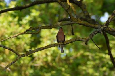 Pinson des arbres