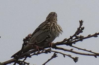 Pipit des arbres