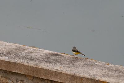Bergeronnette des ruisseaux