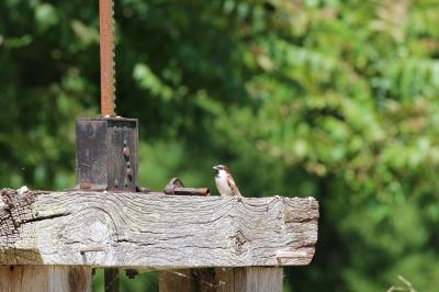 Moineau domestique