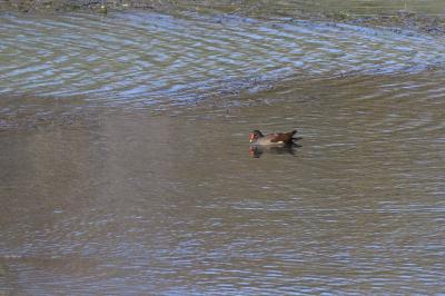 Poule-d'eau