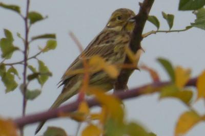 Bruant jaune