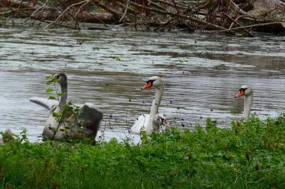 Cygne tuberculé