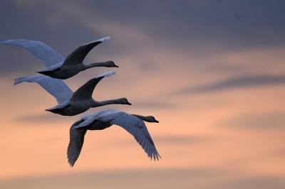 Cygne tuberculé