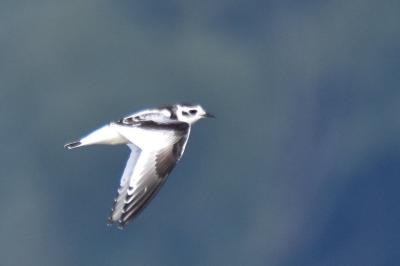 Mouette pygmée