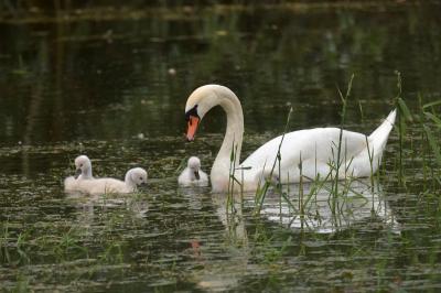 Cygne tuberculé