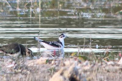Mouette pygmée