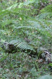 Pinson des arbres