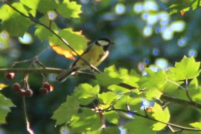 Mésange charbonnière