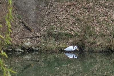 Grande Aigrette