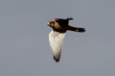 Faucon crécerelle