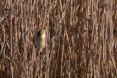 Phragmite des joncs