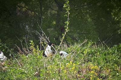 Mouette mélanocéphale