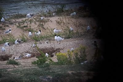 Mouette mélanocéphale