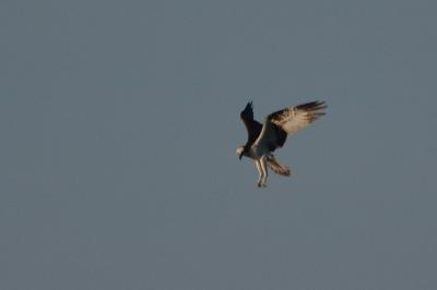Balbuzard pêcheur