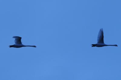Cygne tuberculé