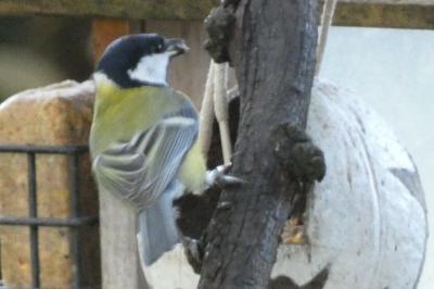 Mésange charbonnière
