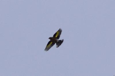 Chardonneret élégant