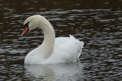 Cygne tuberculé