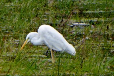 Grande Aigrette