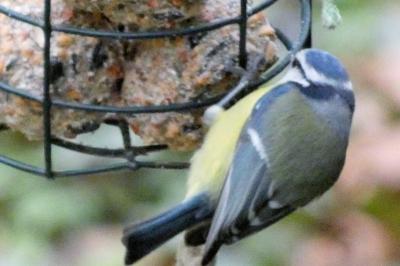 Mésange bleue