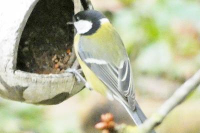 Mésange charbonnière