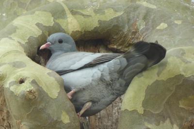 Pigeon colombin