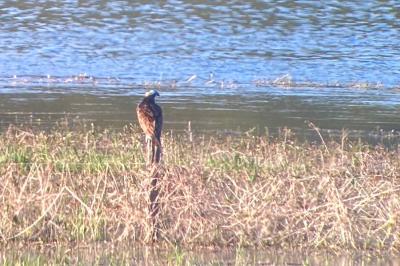 Balbuzard pêcheur