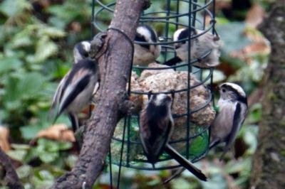 Mésange à longue queue