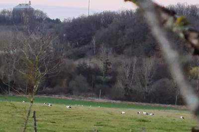 Cigogne blanche