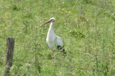 Cigogne blanche