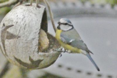 Mésange bleue