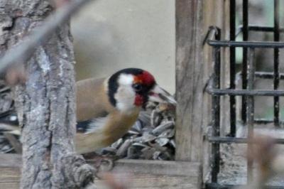 Chardonneret élégant