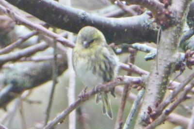 Serin cini