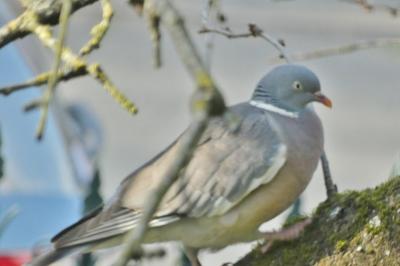 Pigeon ramier