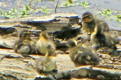Canard colvert