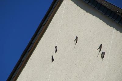 Hirondelle de fenêtre