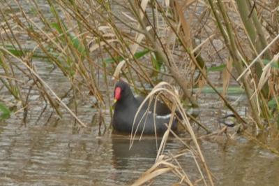 Poule-d'eau