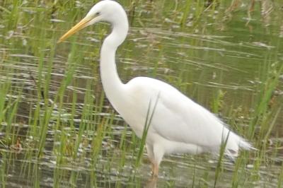 Grande Aigrette
