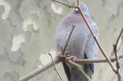 Pigeon colombin