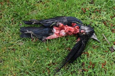 Corbeau freux