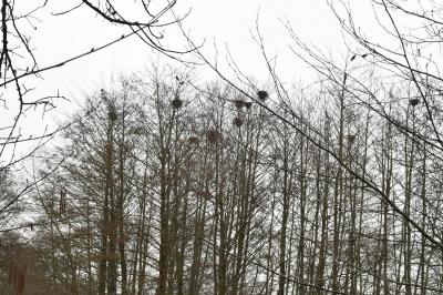 Corbeau freux