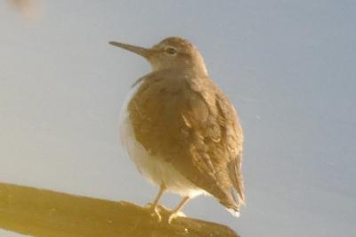 Chevalier guignette