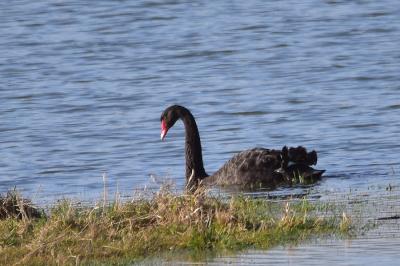 Cygne noir