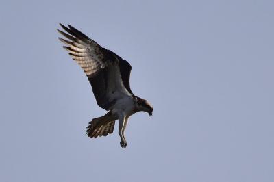 Pandion haliaetus
